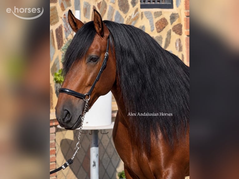 PRE Mix Stallone 5 Anni 166 cm Baio in Sevilla