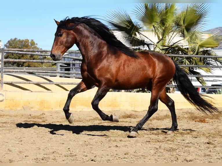 PRE Stallone 5 Anni 166 cm Baio in Miralvalles