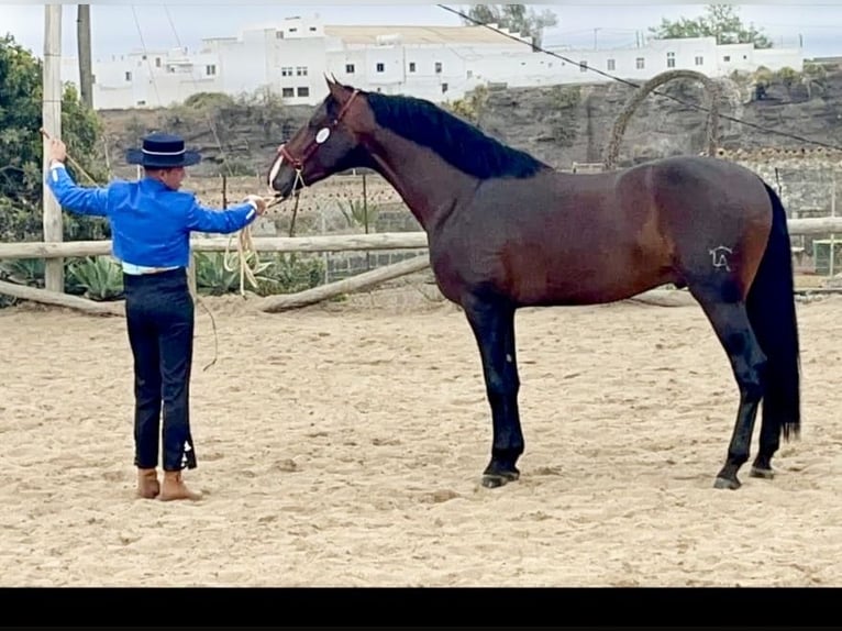 PRE Mix Stallone 5 Anni 166 cm Baio in Galaroza (Huelva)