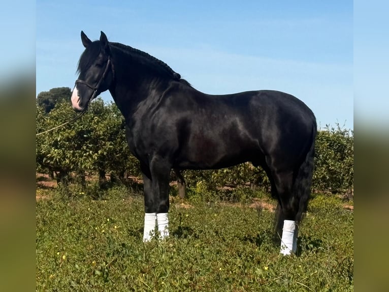 PRE Stallone 5 Anni 166 cm Morello in Schwarme