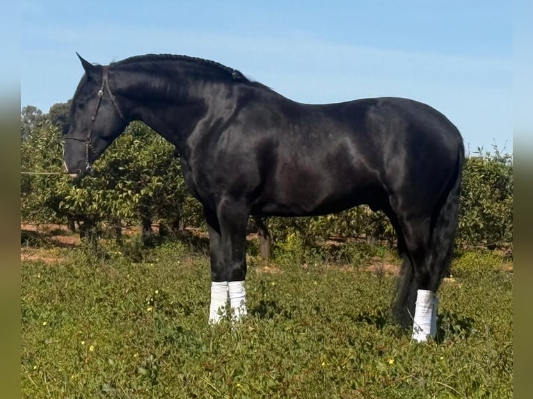 PRE Stallone 5 Anni 166 cm Morello in Schwarme