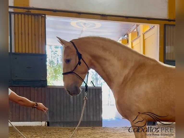 PRE Mix Stallone 5 Anni 166 cm Palomino in Merida