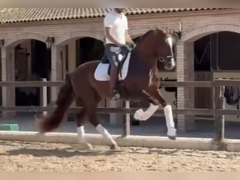 PRE Mix Stallone 5 Anni 166 cm Sauro in Santa Perpetua de Mogoda
