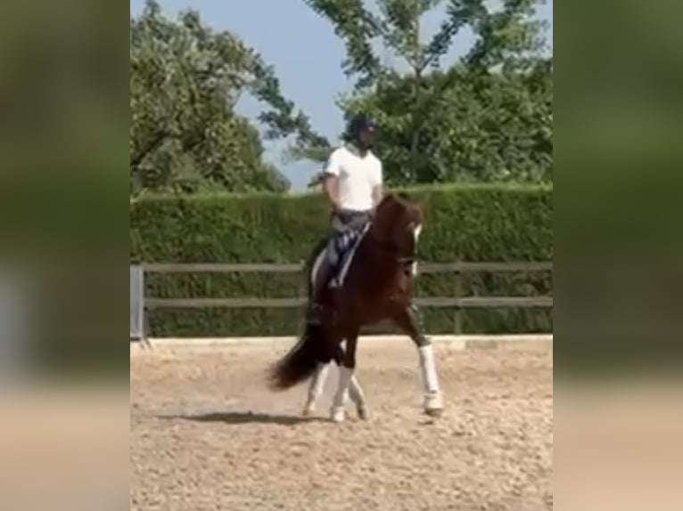 PRE Mix Stallone 5 Anni 166 cm Sauro in Santa Perpetua de Mogoda