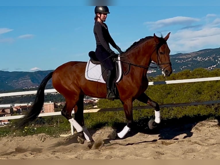 PRE Mix Stallone 5 Anni 167 cm Baio in Martfeld