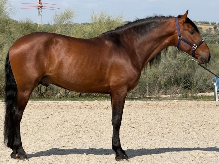 PRE Stallone 5 Anni 167 cm Baio ciliegia in Toledo