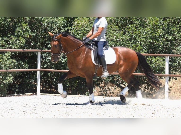 PRE Mix Stallone 5 Anni 167 cm Baio ciliegia in NAVAS DEL MADRONO