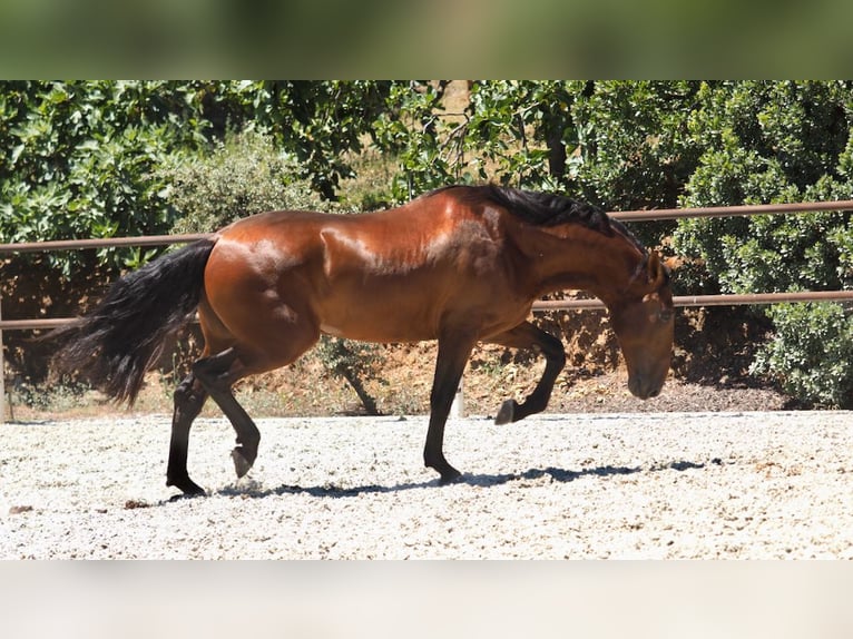 PRE Mix Stallone 5 Anni 167 cm Baio ciliegia in NAVAS DEL MADRONO