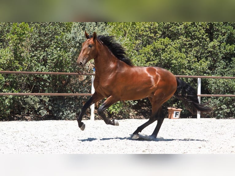 PRE Mix Stallone 5 Anni 167 cm Baio ciliegia in NAVAS DEL MADRONO