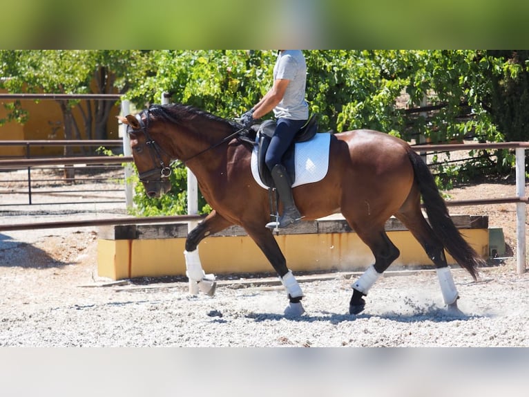 PRE Mix Stallone 5 Anni 167 cm Baio ciliegia in NAVAS DEL MADRONO