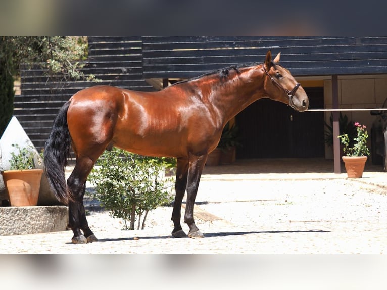 PRE Mix Stallone 5 Anni 167 cm Baio ciliegia in NAVAS DEL MADRONO