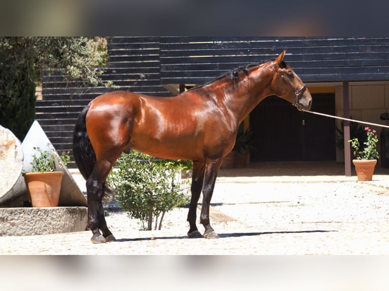 PRE Mix Stallone 5 Anni 167 cm Baio ciliegia in NAVAS DEL MADRONO
