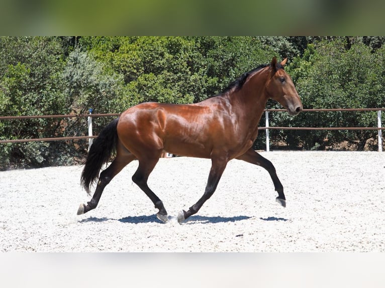 PRE Mix Stallone 5 Anni 167 cm Baio ciliegia in NAVAS DEL MADRONO