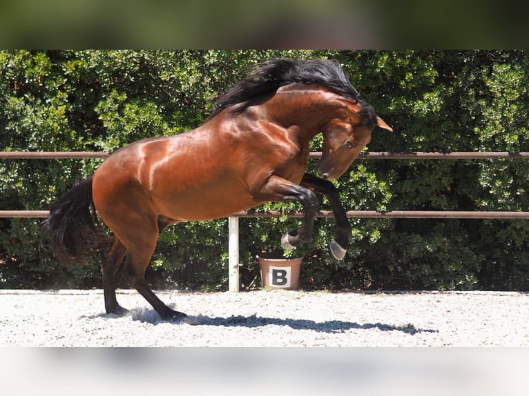 PRE Mix Stallone 5 Anni 167 cm Baio ciliegia in NAVAS DEL MADRONO
