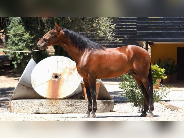 PRE Mix Stallone 5 Anni 167 cm Baio ciliegia in NAVAS DEL MADRONO