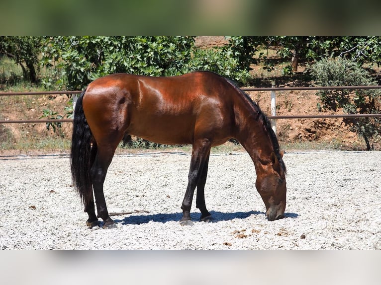PRE Mix Stallone 5 Anni 167 cm Baio ciliegia in NAVAS DEL MADRONO