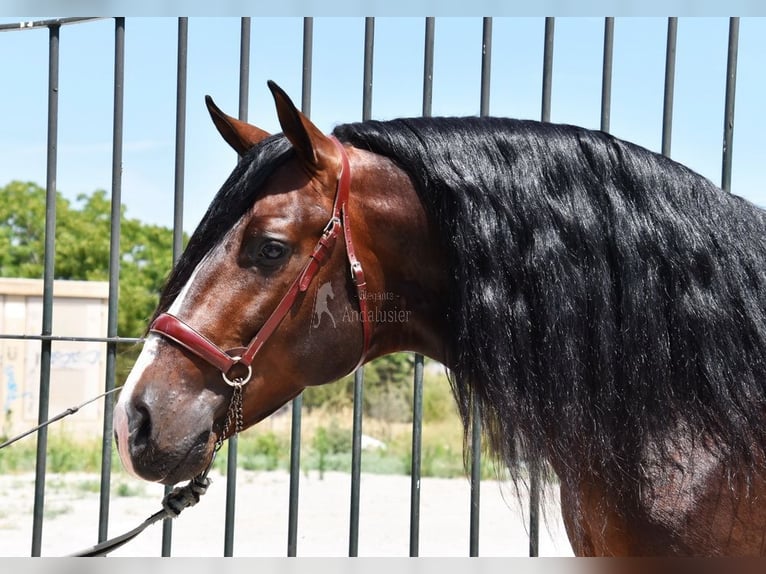 PRE Stallone 5 Anni 167 cm in Provinz Granada