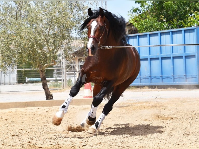 PRE Stallone 5 Anni 167 cm in Provinz Granada