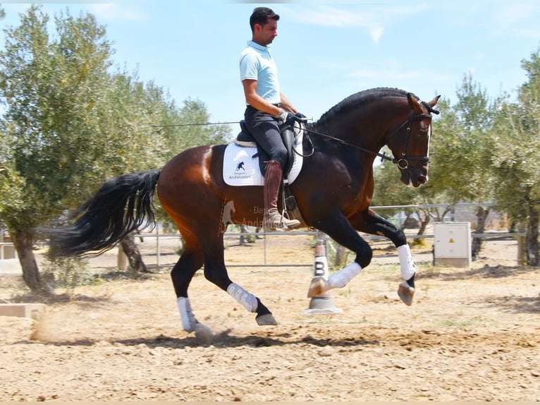 PRE Stallone 5 Anni 167 cm in Provinz Granada