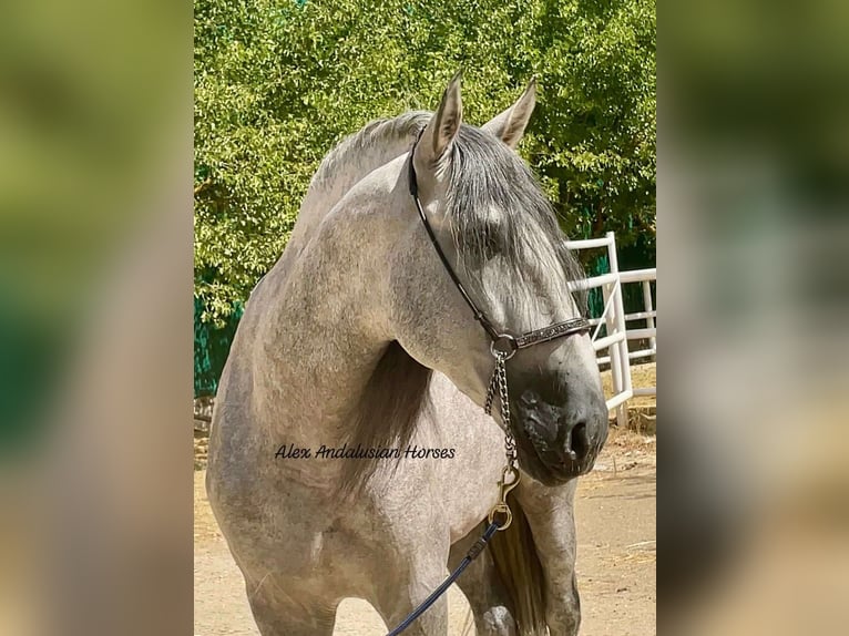 PRE Mix Stallone 5 Anni 167 cm Grigio in Sevilla