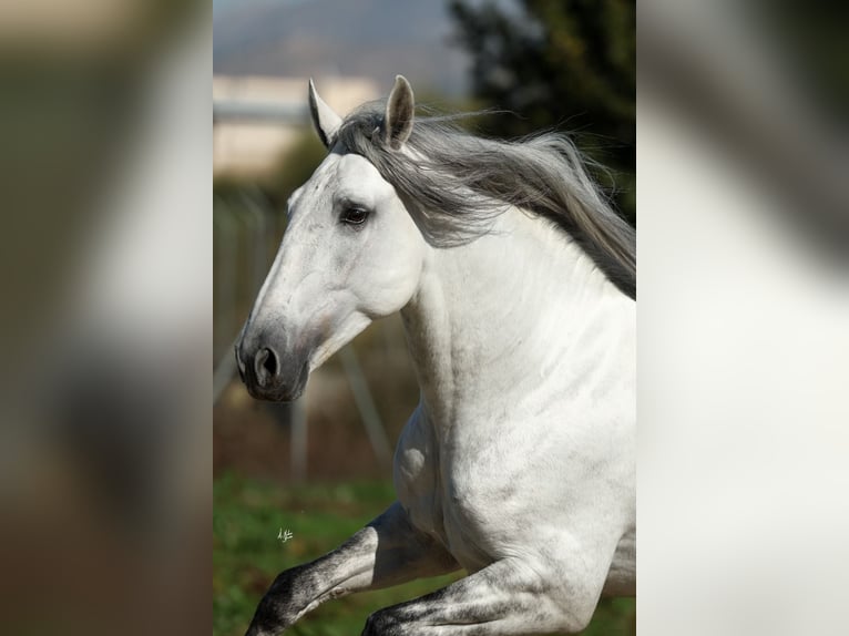 PRE Mix Stallone 5 Anni 167 cm Grigio in Armilla