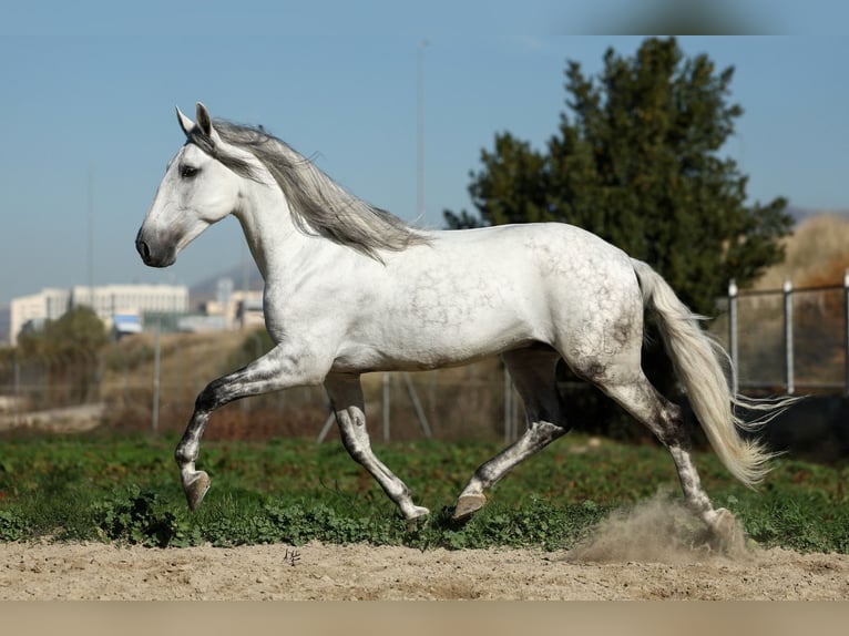 PRE Mix Stallone 5 Anni 167 cm Grigio in Armilla