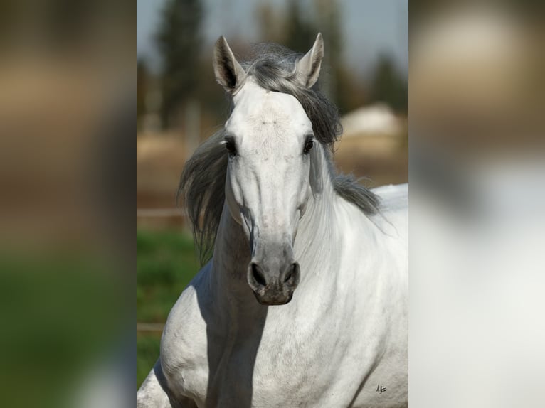 PRE Mix Stallone 5 Anni 167 cm Grigio in Armilla