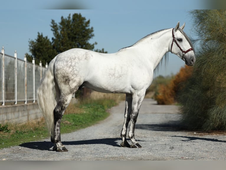 PRE Mix Stallone 5 Anni 167 cm Grigio in Armilla