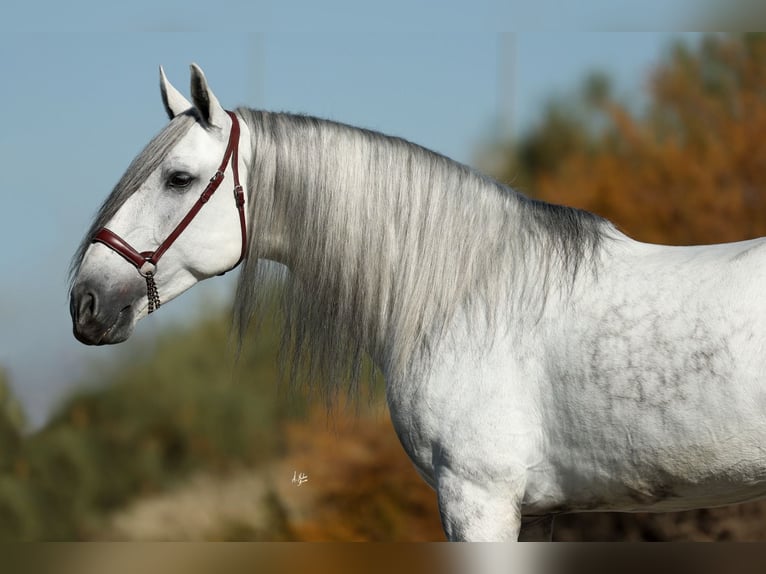 PRE Mix Stallone 5 Anni 167 cm Grigio in Armilla