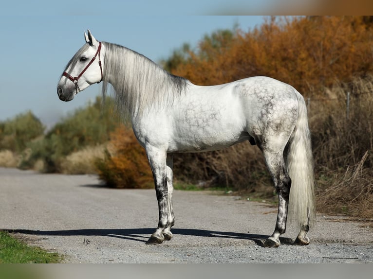 PRE Mix Stallone 5 Anni 167 cm Grigio in Armilla