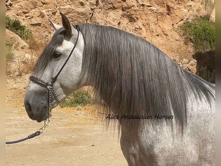 PRE Stallone 5 Anni 167 cm Grigio in Sevilla