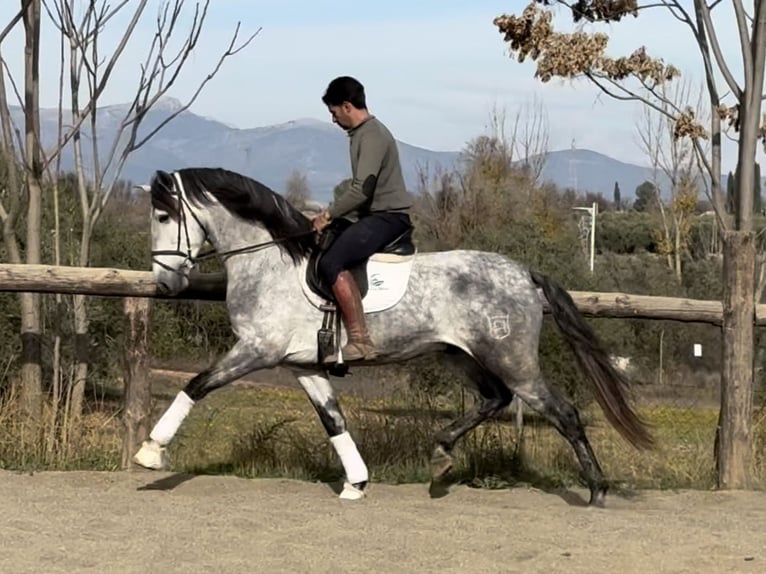 PRE Mix Stallone 5 Anni 167 cm Grigio in Coín, Malaga
