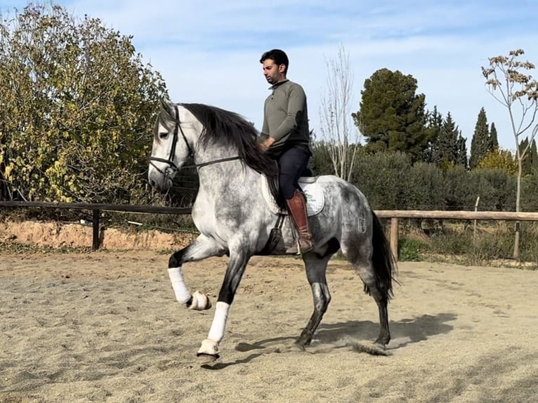 PRE Mix Stallone 5 Anni 167 cm Grigio in Coín, Malaga