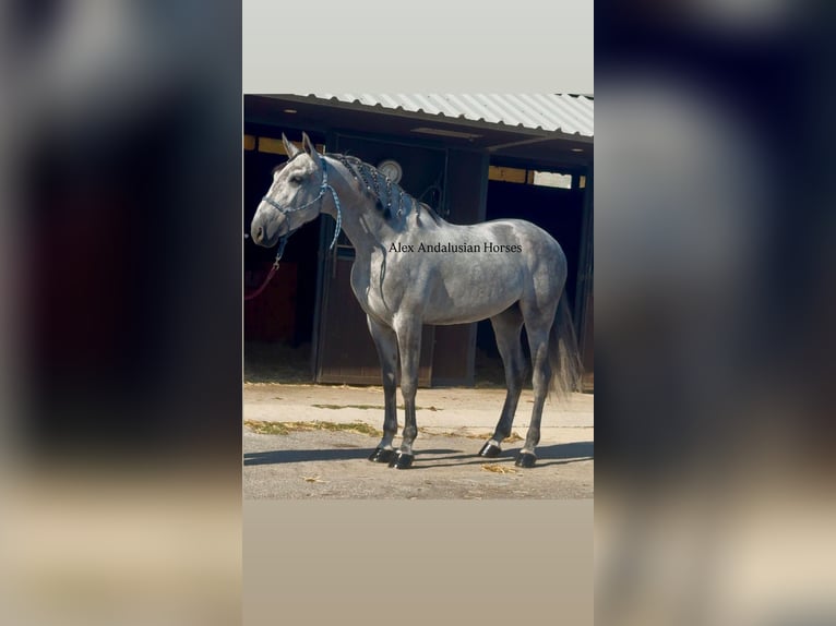 PRE Mix Stallone 5 Anni 167 cm Grigio in Sevilla