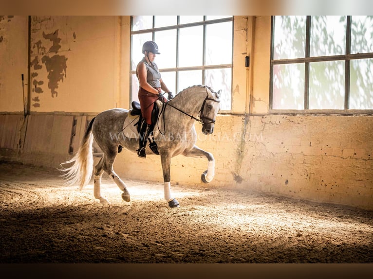 PRE Stallone 5 Anni 167 cm Grigio in Rafelguaraf