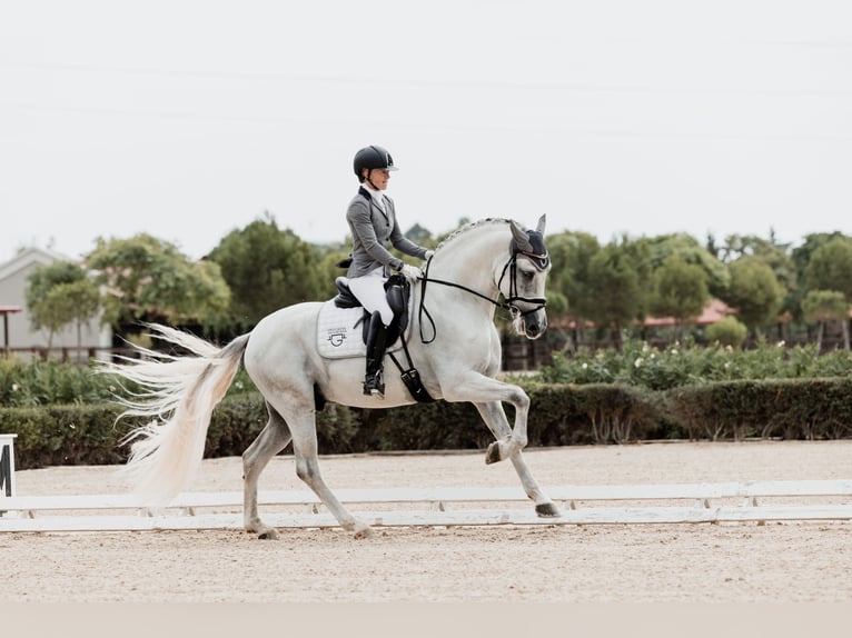 PRE Stallone 5 Anni 167 cm Grigio in Fuendetodos