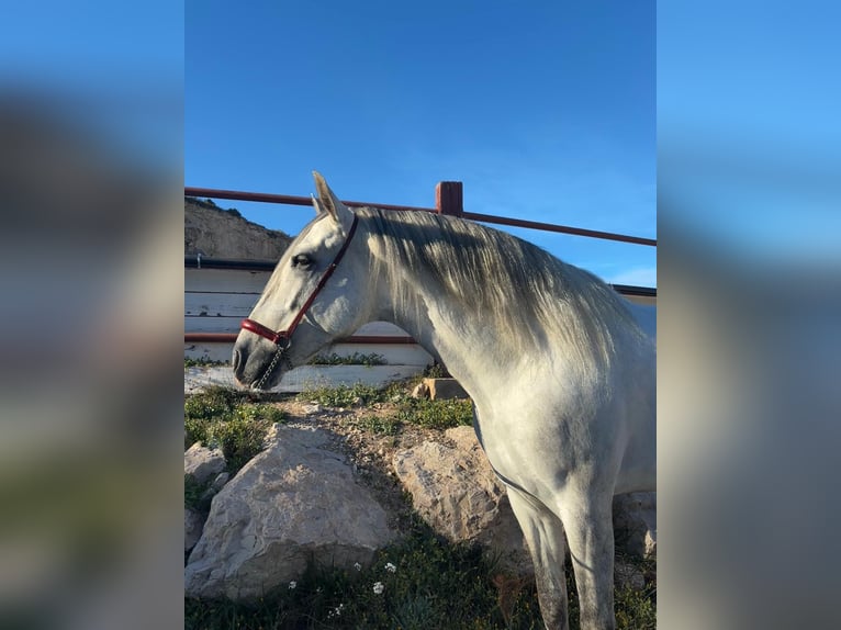 PRE Stallone 5 Anni 167 cm Grigio in Fuendetodos