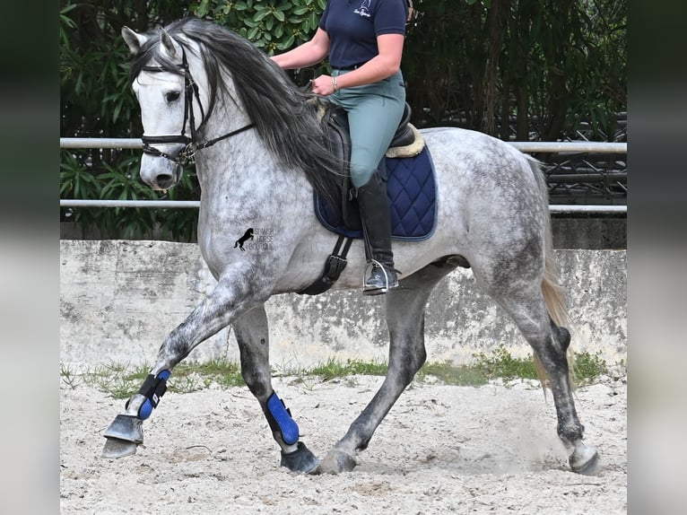 PRE Mix Stallone 5 Anni 167 cm Grigio in Mallorca