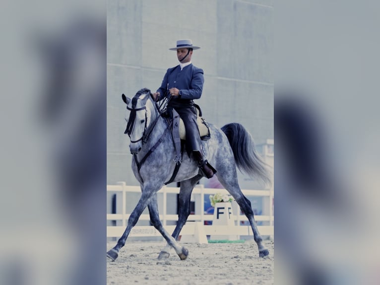 PRE Mix Stallone 5 Anni 167 cm Grigio in Ciudad Rodrigo
