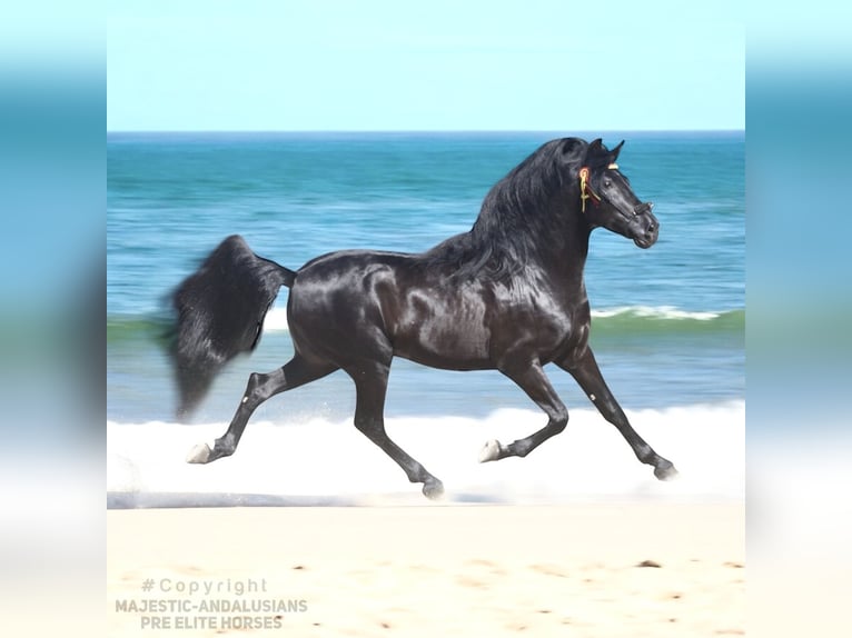 PRE Mix Stallone 5 Anni 167 cm Morello in Jerez de la Frontera