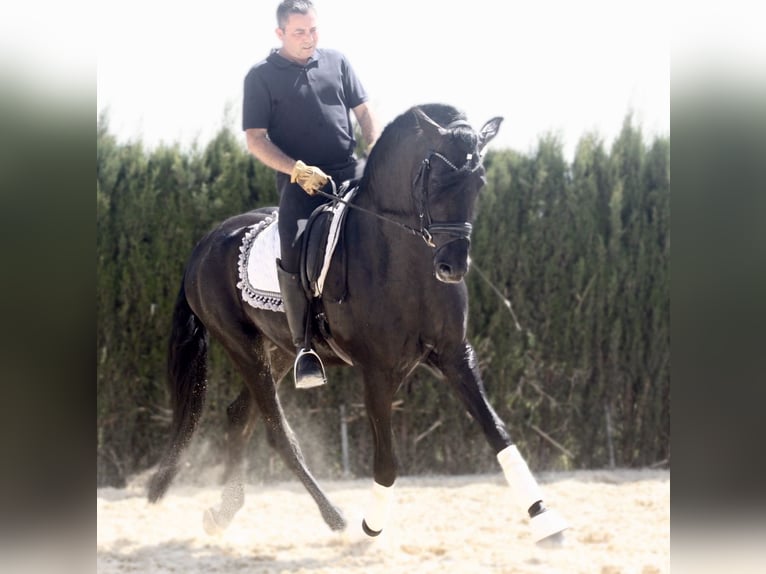 PRE Mix Stallone 5 Anni 167 cm Morello in Jerez de la Frontera