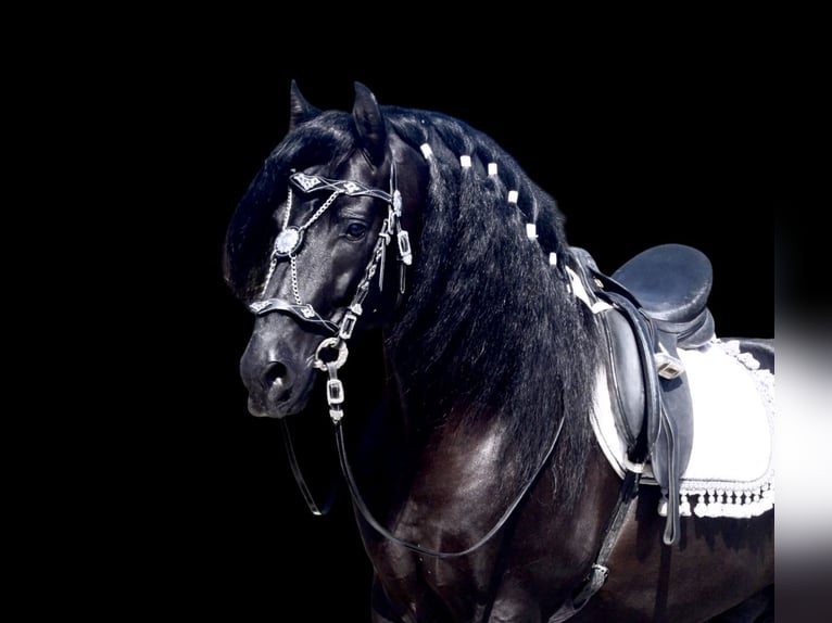 PRE Mix Stallone 5 Anni 167 cm Morello in Jerez de la Frontera