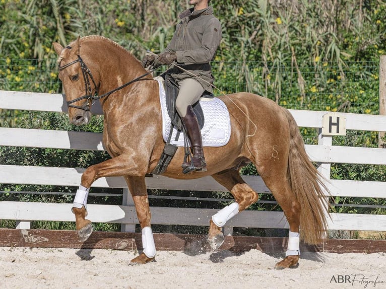 PRE Mix Stallone 5 Anni 167 cm Palomino in NAVAS DEL MADRONO