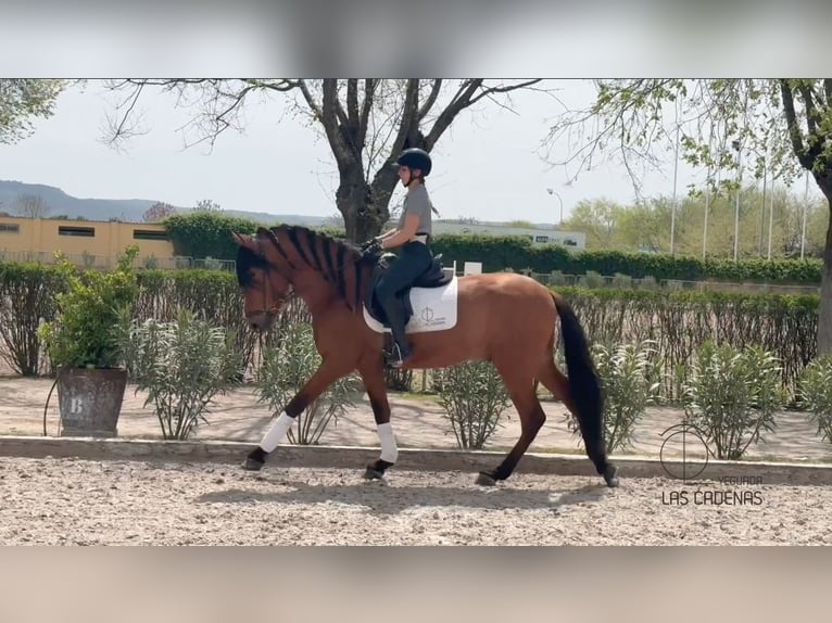 PRE Stallone 5 Anni 168 cm Baio in Carretera Alcala- Camarma Km 3,3