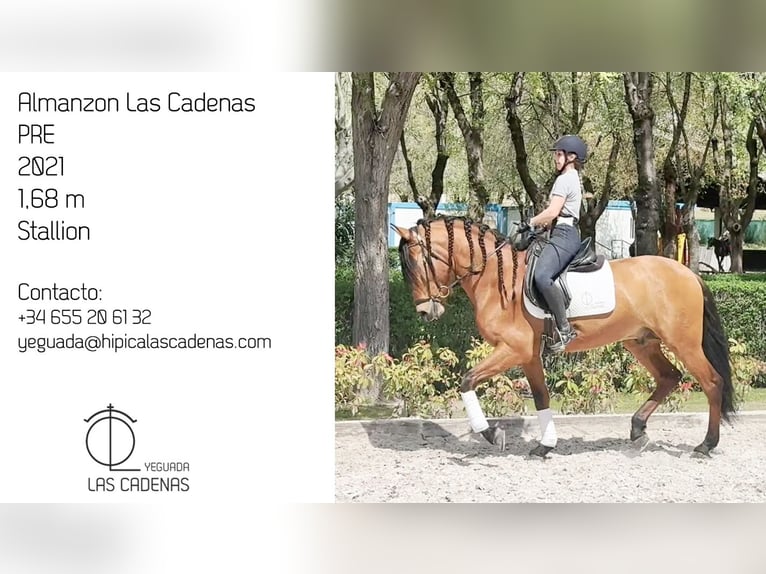 PRE Stallone 5 Anni 168 cm Baio in Carretera Alcala- Camarma Km 3,3