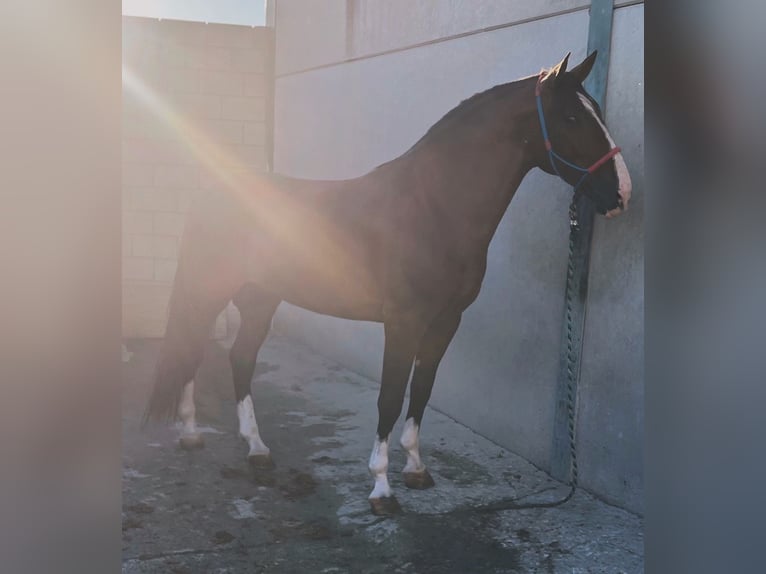 PRE Mix Stallone 5 Anni 168 cm Baio chiaro in Lebrija