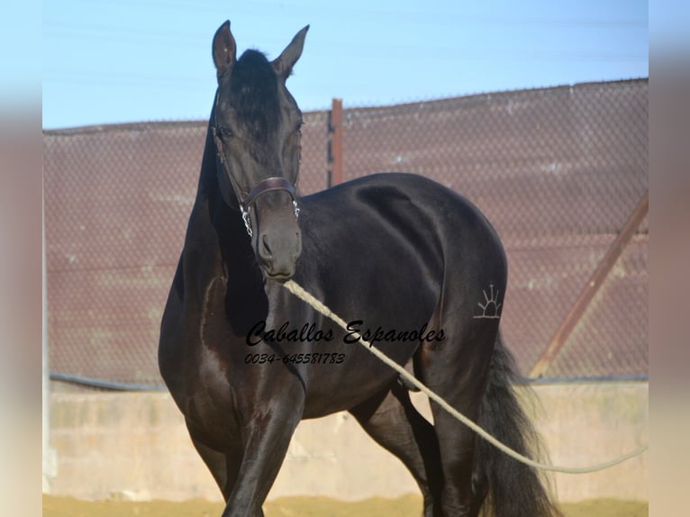 PRE Stallone 5 Anni 168 cm Baio nero in Vejer de la Frontera