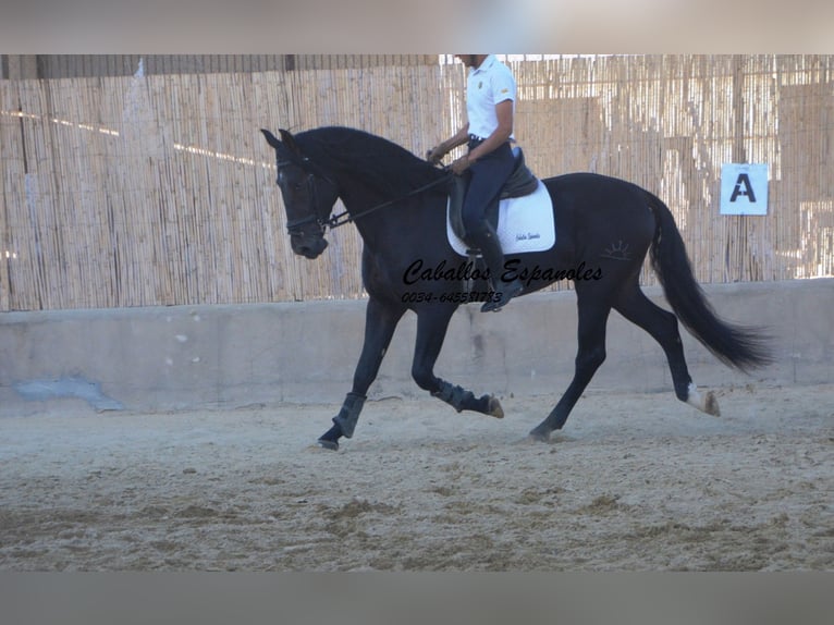 PRE Stallone 5 Anni 168 cm Baio nero in Vejer de la Frontera