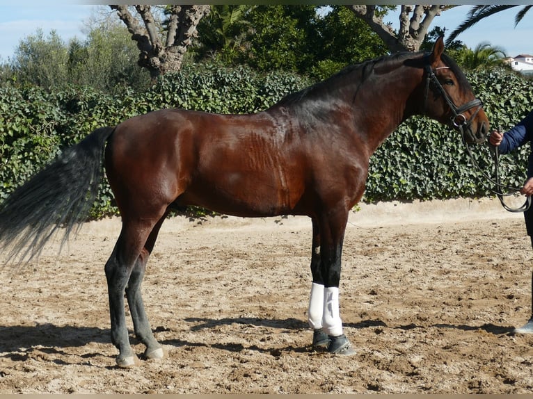 PRE Mix Stallone 5 Anni 168 cm Baio scuro in Granollers