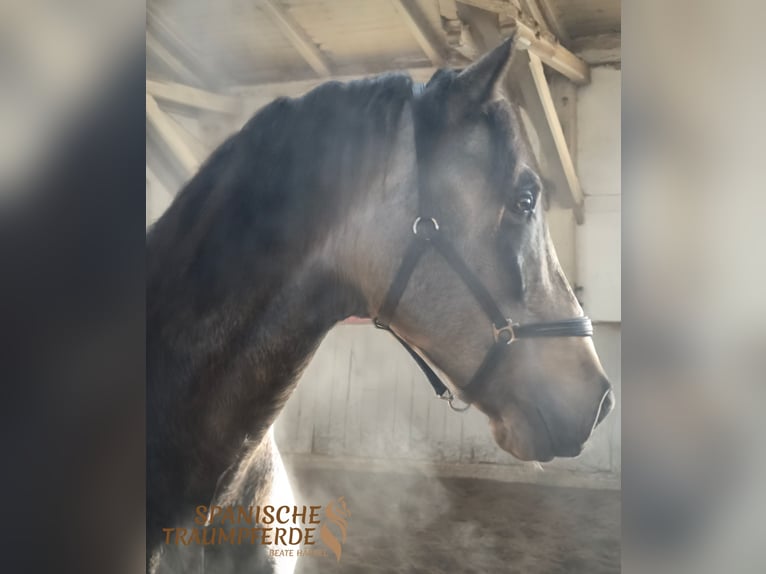 PRE Stallone 5 Anni 168 cm Falbo in Traventhal